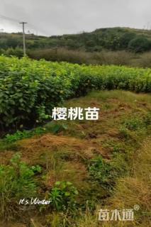 高度120厘米樱桃小苗