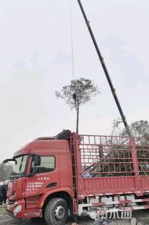 8公分文冠果