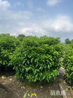 高度150厘米非洲茉莉球