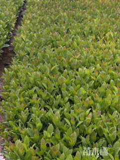 高度30厘米欧洲荚蒾