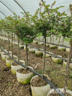 高度80厘米月季