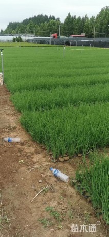 高度30厘米大花萱草