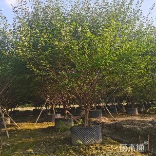 8公分红梅