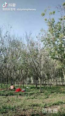 12公分日本晚樱