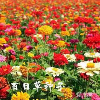 百日草种子