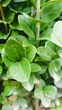 高度50厘米北海道黄杨