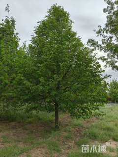 10公分欧洲小叶椴