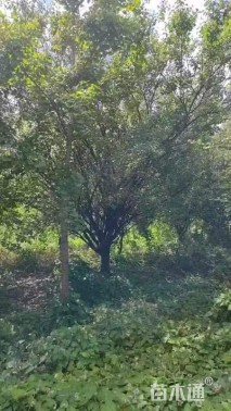 14公分骨里红梅