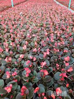 高度10厘米四季海棠