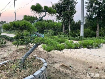 高度150厘米黑松