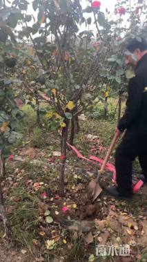 高度150厘米月季