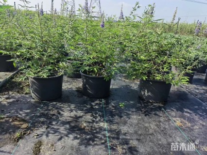 高度150厘米穗花牡荆