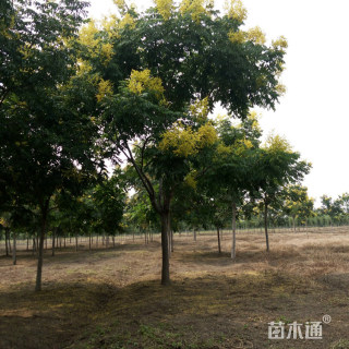 14公分栾树