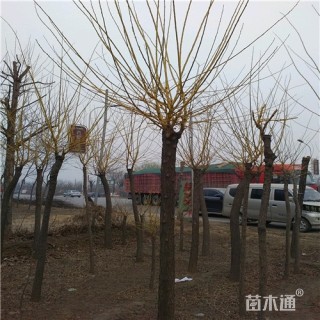 10公分金枝槐