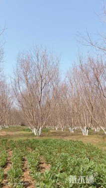 高度900厘米丛生元宝枫