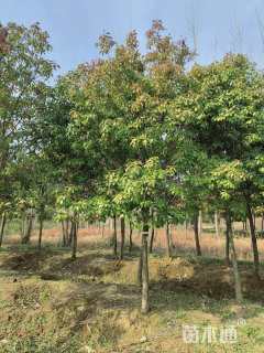 12公分红叶石楠