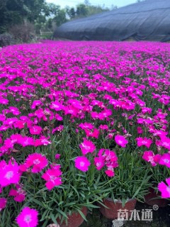 高度10厘米欧石竹