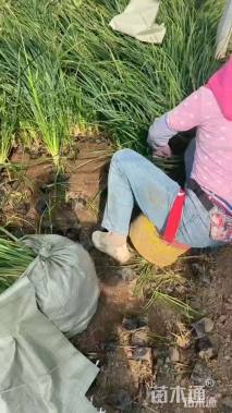 高度15厘米崂峪苔草