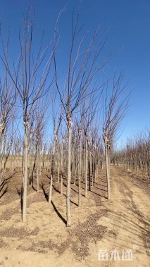 8公分嫁接香花槐