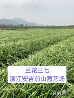 高度30厘米兰花三七草