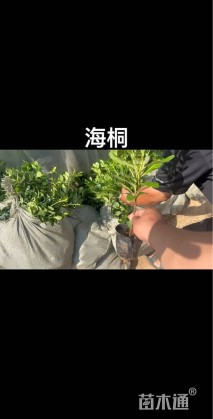 高度40厘米海桐小苗