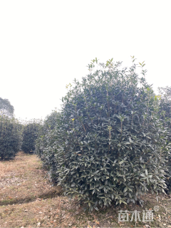 冠幅150厘米桂花球