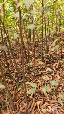 高度100厘米红榉小苗