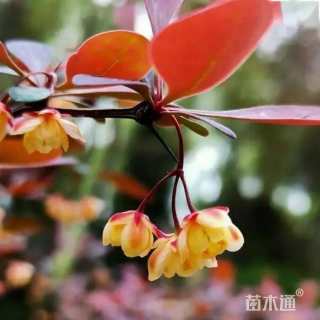 高度90厘米红叶小檗