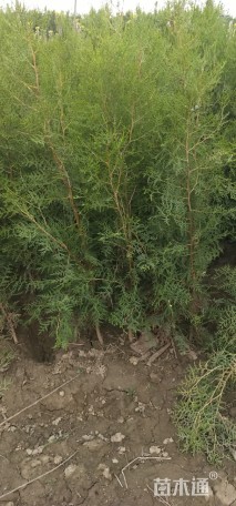高度80厘米侧柏