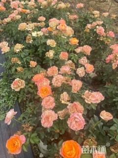 高度30厘米大花月季