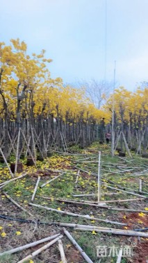 15公分黄花风铃木