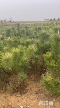 高度100厘米黑松