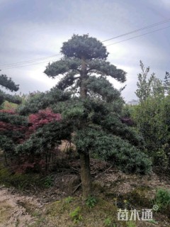 18公分造型罗汉松