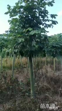 15公分青桐