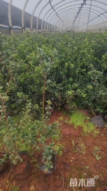 高度30厘米龟甲冬青