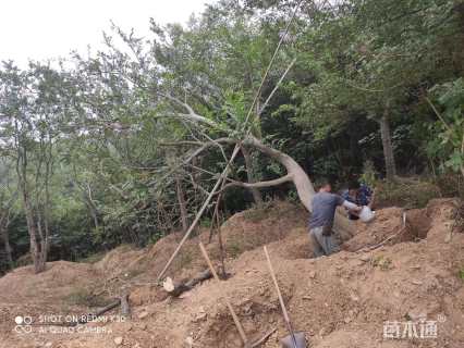 38公分造型朴树