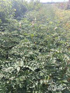 高度50厘米花椒