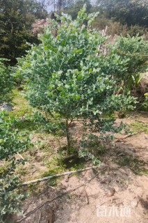 高度150厘米银叶金合欢