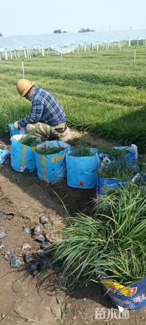 高度30厘米崂峪苔草