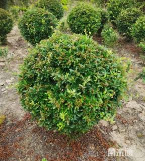 冠幅150厘米火棘球