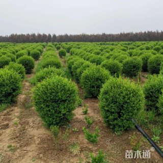 冠幅200厘米小叶女贞球