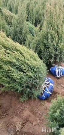 高度300厘米望都塔桧