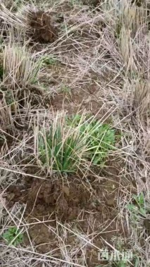 高度60厘米拂子茅