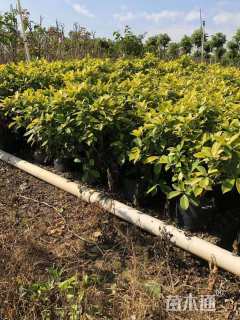 高度30厘米黄金榕