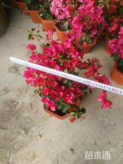 高度45厘米三角梅