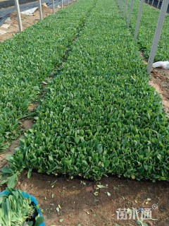 高度12厘米精品黑心菊