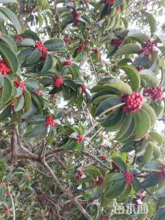 红果冬青