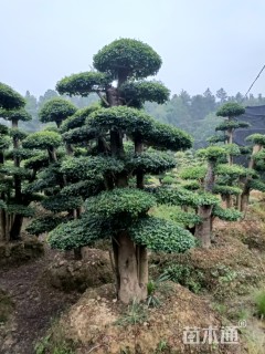 200公分造型小叶女贞