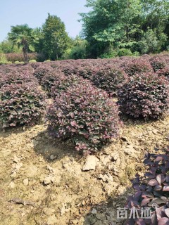 冠幅120厘米红花继木球