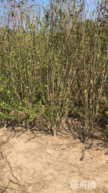 高度250厘米木槿